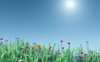 Field of flowers bright blue 2 - a field of flowers free wallpaper for desktop