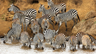 Zebras water rockycliff outdoors wildlife - rocky free wallpaper for desktop
