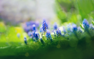 Blue flowers grass bokeh shallow - blue flower free wallpaper