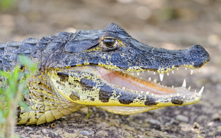 Alligator mouth open grass dirt - grass and dirt free wallpaper