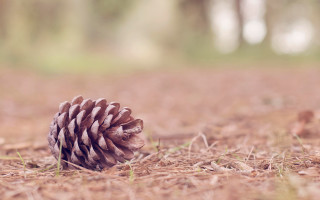 Pine cone woods grass trees - grass and trees free wallpaper