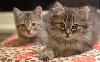 Kittens laying bed sad look - their face free wallpaper