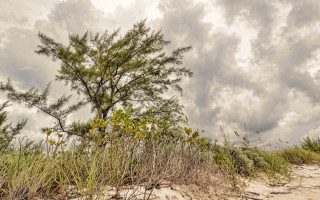 Tree beach cloudy sky autumn - adobe lightroom free wallpaper