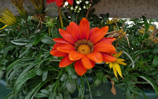 Orange flower green container garden - a stone wall free wallpaper