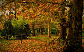 Autumn park bench trees leaves 2 - a bench and trees free wallpaper