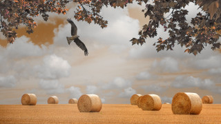 Bird hay bales clouds tree - surreal photography free wallpaper for desktop