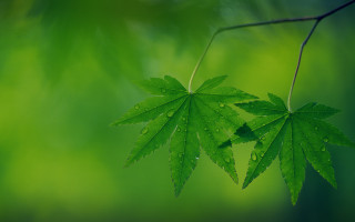 Green leaf water droplets rain - a green leaf free wallpaper