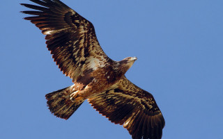 Large bird flying blue sky 2 - its wing free wallpaper