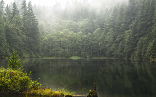 Lake forest fog trees nature 2 - the middle of a forest free wallpaper for desktop