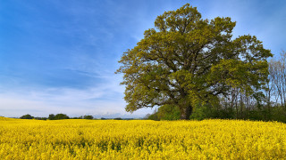Large tree yellow flowers blue 2 - under a blue sky free wallpaper for desktop