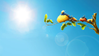Birds branch leaves blue sky 2 - blue sky in the background free wallpaper
