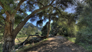 Dirt road trees mountain blue 2 - a trail free wallpaper