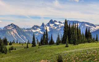 Grassy field trees mountains blue - a grassy field free wallpaper for desktop