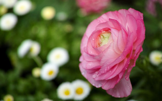 Pink flower water droplets bokeh - a pink flower free wallpaper for desktop