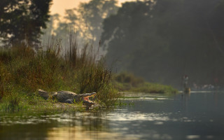 Alligator fishing boat water nature - a boat in the background free wallpaper