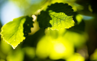 Leaf sharpened bokeh sunshine macro - the leaf free wallpaper for desktop