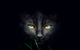Black cat yellow eyes gothic 6 - grass in front free wallpaper