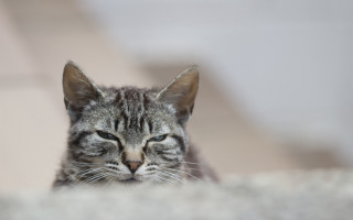 Cat laying closed eyes blurry 4 - its eye free wallpaper