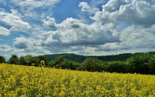 Yellow flower field mountain clouds - free summer wallpaper for desktop