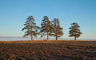 Australian tonalism trees sky clouds - carlhenning pedersen free wallpaper