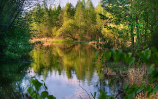 River trees forest green leaves - lot free wallpaper for desktop