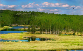 Grassy field pond trees bird - a pond and trees free wallpaper for desktop