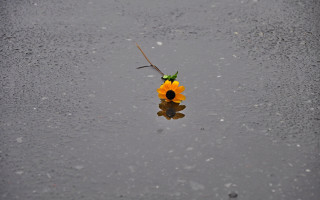 Yellow flower puddle branch ecological - anne geddes free wallpaper for desktop