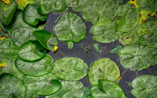 Pond leaves water lilies yellow - drop of water free wallpaper for desktop