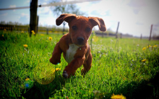 Puppy running field ball fence - a ball free wallpaper
