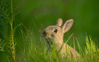 Rabbit grass surprised beatrixpotter macro - a rabbit free wallpaper
