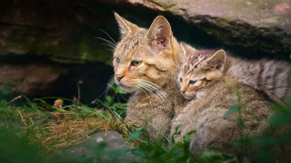 Two cats grass rock wall - two cat free wallpaper