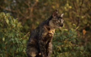 Curious cat on rock nature - a rock in front free wallpaper