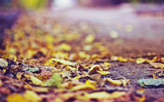 Blurry leaves autumn road sunset - postminimalism free wallpaper