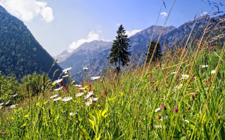 Wildflowers daisies mountainside blue sky - free mountains wallpaper for desktop