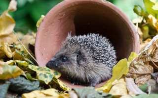 Hedgehog claypot treehole leaves depthoffield - a hedgehog free wallpaper