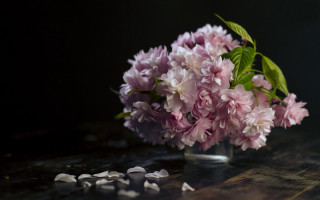 Pink flower vase still life - white petal free wallpaper
