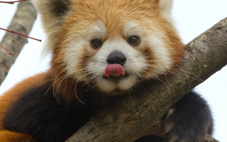 Red panda tongue tree branch - its tongue free wallpaper