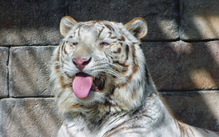 White tiger tongue out rock - a white tiger free wallpaper