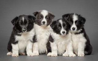 Three puppies gray background white - professional free wallpaper