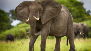 Elephant grassy field background bush - free animals wallpaper