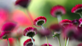 Flowers closeup blurry background macro - blurry background of flowers free wallpaper