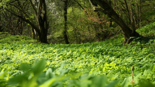 Lush forest sunny bench nature - a lush green forest free wallpaper