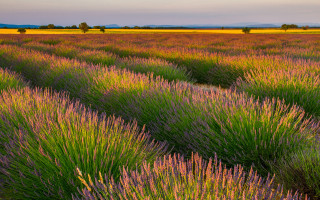 Lavender field sky trees clouds - a field of lavender free wallpaper