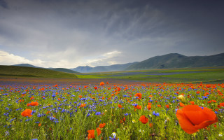 Flower field mountains clouds blue 5 - the sky above them free wallpaper