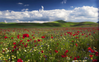 Flower field hills clouds blue - hill free wallpaper