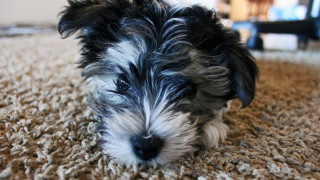 Small dog sitting carpet looking - the dog free wallpaper