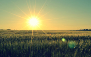 Grass sun clouds horizon lensflare - free sunset wallpaper