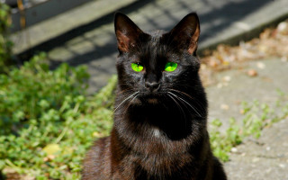 Black cat green eyes outdoors - a bench in the background free wallpaper