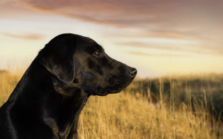 Black dog tall grass sunset 2 - a black dog free wallpaper