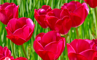 Red flowers green stems blurry 2 - green stem free wallpaper for desktop